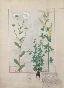 Illustration from The Book of Simple Medicines by Mattheaus Platearius